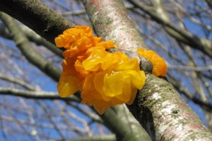 Tremella mesenterica (1000 x 666)